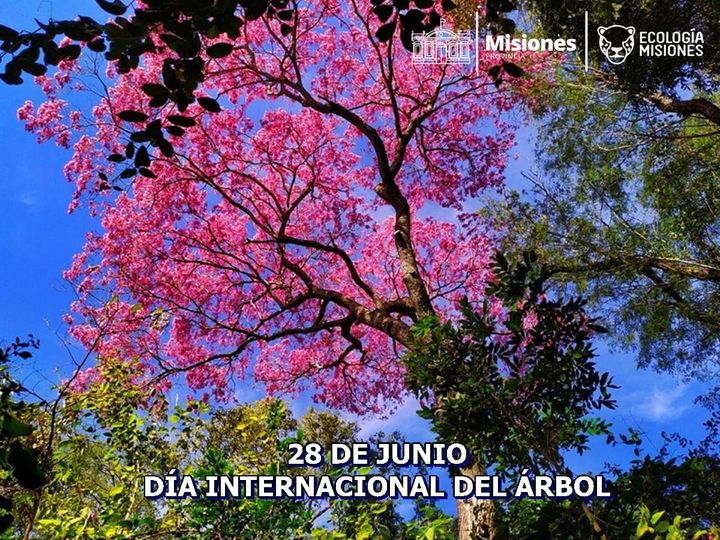 HOY 28 DE JUNIO SE CELEBRA EL DÍA INTERNACIONAL DEL ÁRBOL