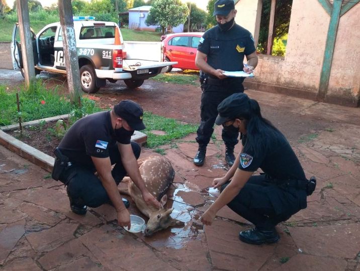 Rescataron y pusieron a salvo un ejemplar de ciervo hallado en Itacaruare