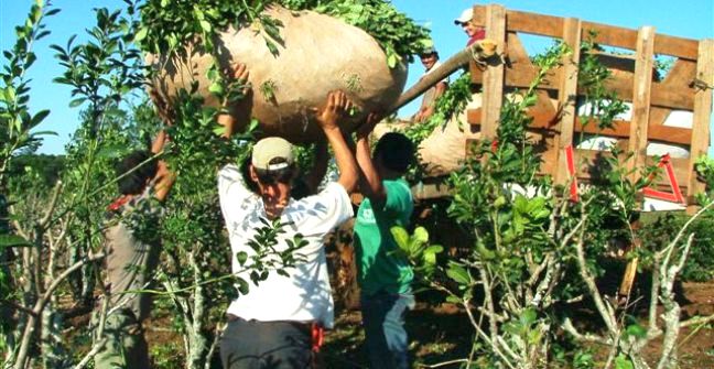 Los tareferos y tareferas percibirán un aumento en la Tarjeta Social Alimentaria a partir de marzo