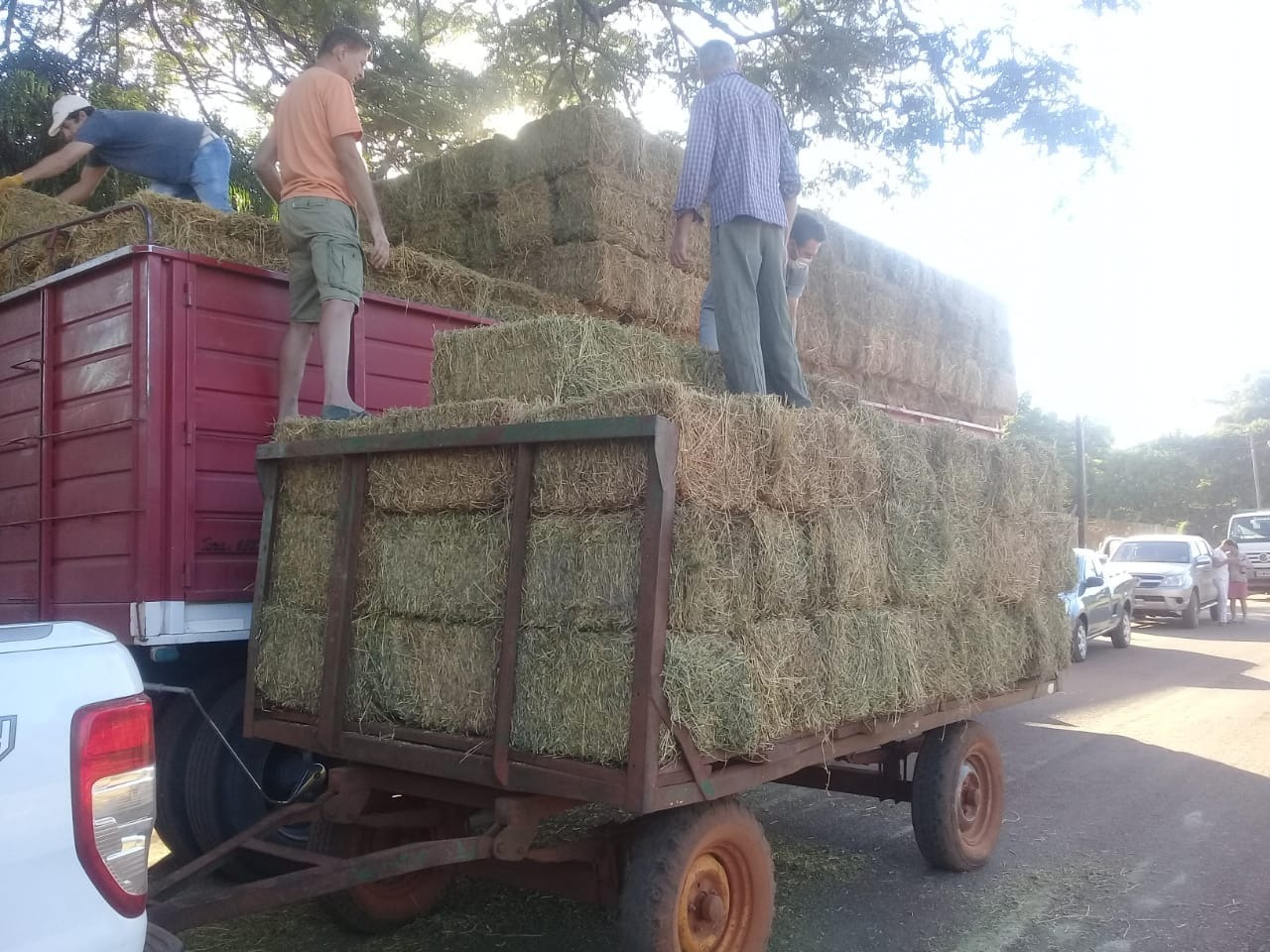 Invitan a productores a realizar pedidos de alfalfa en la municipalidad de Azara