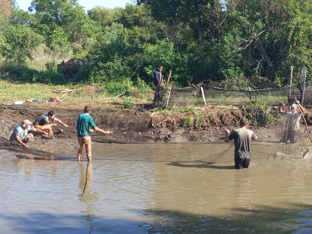 Exitosa jornada de cosecha y venta de peces a pie de estanque en el Campo de los Hnos. Guidura