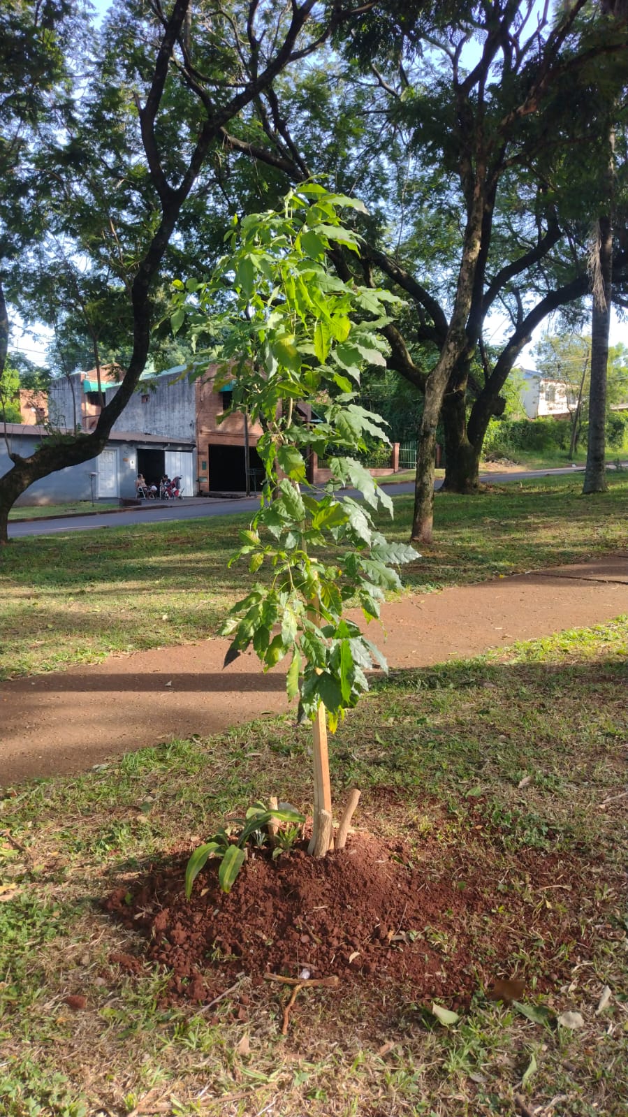 Importante Plan de Arborización en Apóstoles