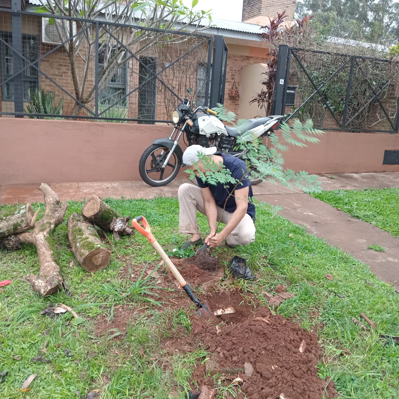 El Municipio continúa con el Reemplazo programado de Plantas en Espacios Públicos
